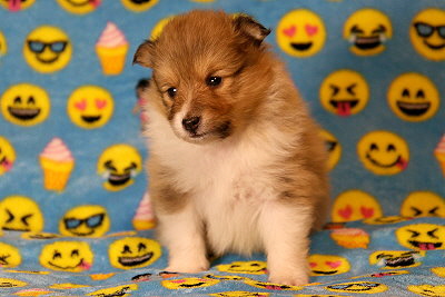 Quinnea vom Affinger Bach, 4 Wochen alt