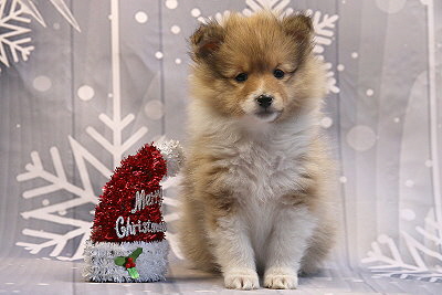 Quinnea vom Affinger Bach, 7 Wochen alt