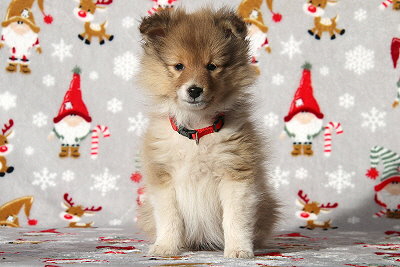 Quinnea vom Affinger Bach, 8 Wochen alt