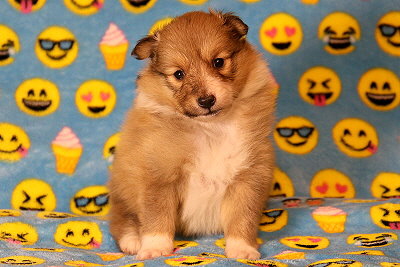 Quatrina vom Affinger Bach, 4 Wochen alt