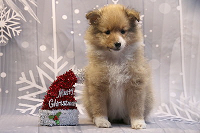 Quatrina vom Affinger Bach, 7 Wochen alt