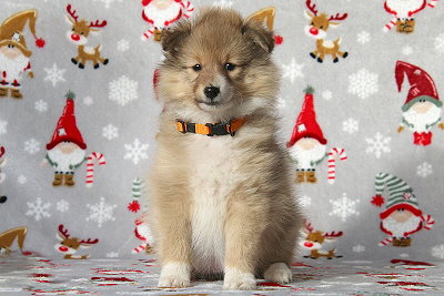 Quatrina vom Affinger Bach, 8 Wochen alt