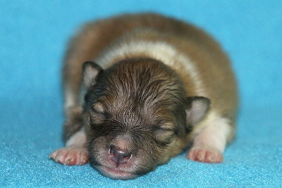 Quinto vom Affinger Bach, 1 Woche alt