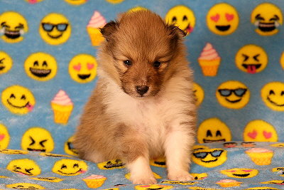 Quinto vom Affinger Bach, 4 Wochen alt