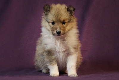 Quinto vom Affinger Bach, 5 Wochen alt