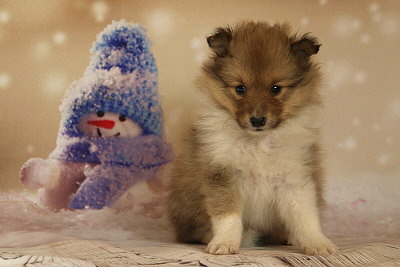 Quinto vom Affinger Bach, 6 Wochen alt