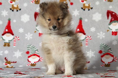 Quinto vom Affinger Bach, 8 Wochen alt