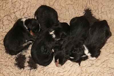 R2-Wurf vom Affinger Bach, 5 Stunden alt 