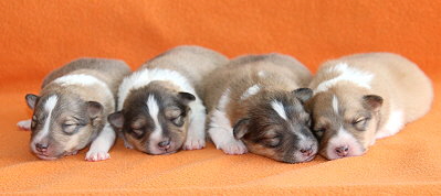 R3-Wurf vom Affinger Bach, 1 Woche alt 