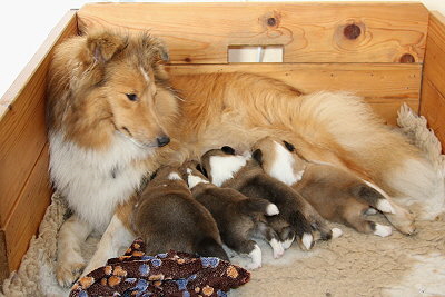 R3-Wurf vom Affinger Bach, 2 Wochen alt