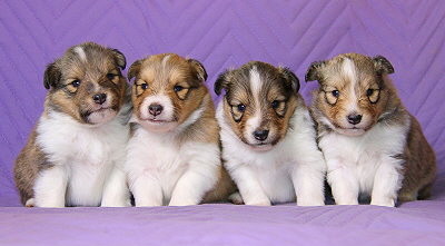 R3-Wurf vom Affinger Bach, 3 Wochen alt