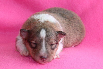 Romy vom Affinger Bach, 1 Woche alt