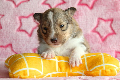 Romy vom Affinger Bach, 2 Wochen alt