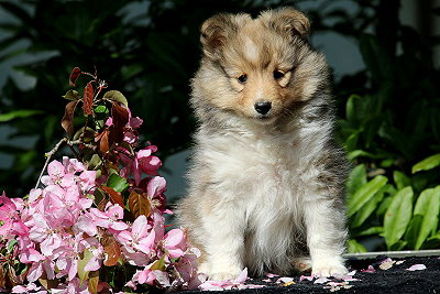 Romy vom Affinger Bach, 7 Wochen alt