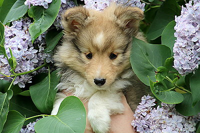 Romy vom Affinger Bach, 8 Wochen alt