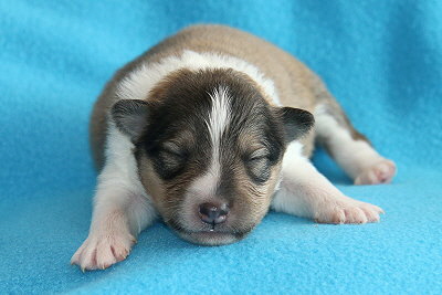 Robin Hood vom Affinger Bach, 1 Woche alt