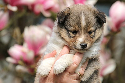 Robin Hood vom Affinger Bach, 5 Wochen alt