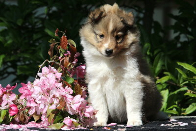 Robin Hood vom Affinger Bach, 7 Wochen alt