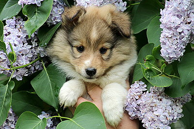 Robin Hood vom Affinger Bach, 8 Wochen alt