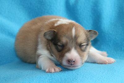 Rurik vom Affinger Bach, 1 Woche alt