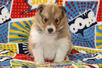 Rurik vom Affinger Bach, 4 Wochen alt