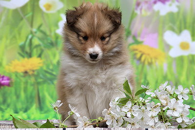 Rurik vom Affinger Bach, 6 Wochen alt