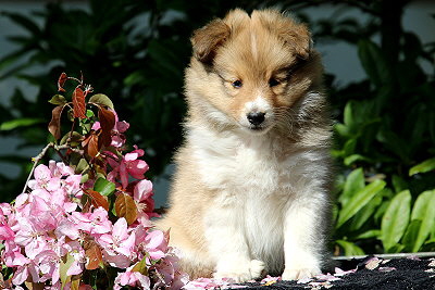 Rurik vom Affinger Bach, 7 Wochen alt