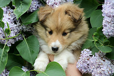 Rurik vom Affinger Bach, 8 Wochen alt