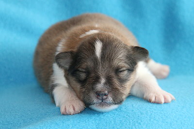 Rio vom Affinger Bach, 1 Woche alt