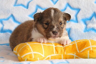 Rio vom Affinger Bach, 2 Wochen alt