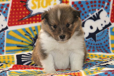 Rio vom Affinger Bach, 4 Wochen alt