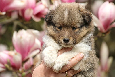 Rio vom Affinger Bach, 5 Wochen alt