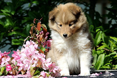 Rio vom Affinger Bach, 7 Wochen alt