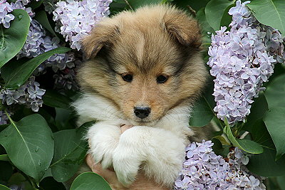 Rio vom Affinger Bach, 8 Wochen alt