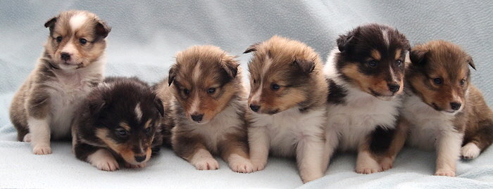 S2-Wurf vom Affinger Bach, 4 Wochen alt 