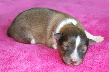 Sanza vom Affinger Bach, 36 Stunden alt