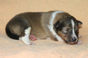 Sanza vom Affinger Bach, 1 Woche alt 