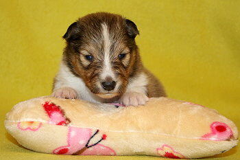 Sanza vom Affinger Bach, 2 Wochen alt 