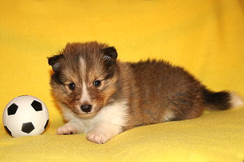 Sanza vom Affinger Bach, 4 Wochen alt 