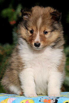 Sanza vom Affinger Bach, 5 Wochen alt