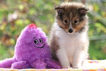 Sanza vom Affinger Bach, 6 Wochen alt 