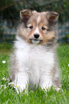 Sanza vom Affinger Bach, 7 Wochen alt 