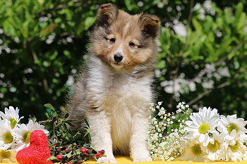 Sanza vom Affinger Bach, 8 Wochen alt 