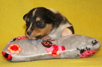 Sandor vom Affinger Bach, 2 Wochen alt 