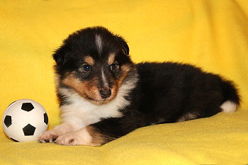 Sandor vom Affinger Bach, 4 Wochen alt 