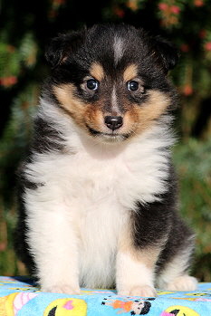 Sandor vom Affinger Bach, 5 Wochen alt 