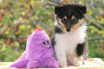 Sandor vom Affinger Bach, 6 Wochen alt 