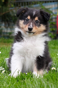 Sandor vom Affinger Bach, 7 Wochen alt 