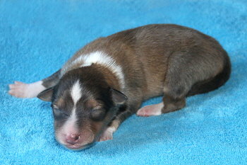 Stannis vom Affinger Bach, 36 Stunden alt 