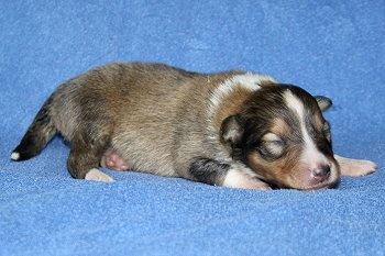 Stannis vom Affinger Bach, 1 Woche alt 